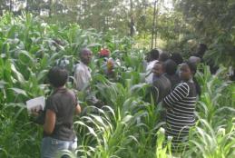 Economy of Maize